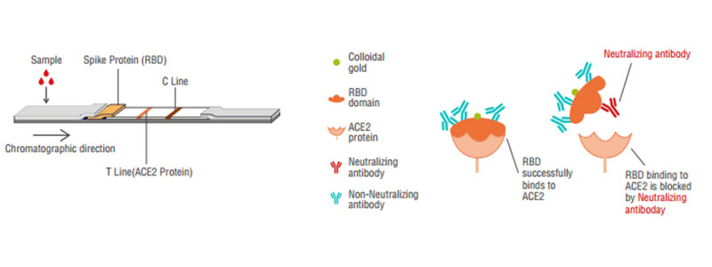 2019-nCoV Neutralization Antibody المبدأ